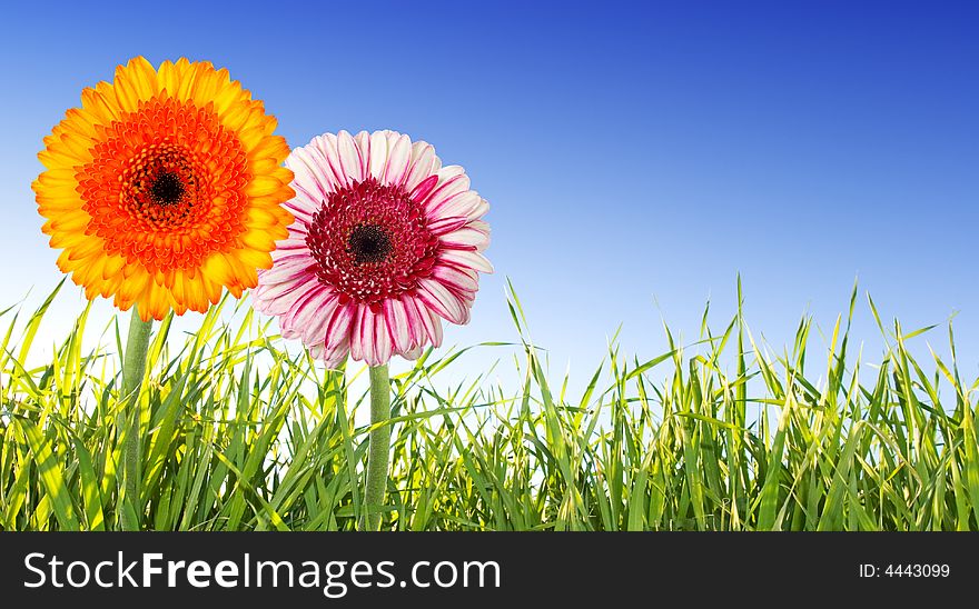 Two flowers isolated against a blue sky. Two flowers isolated against a blue sky