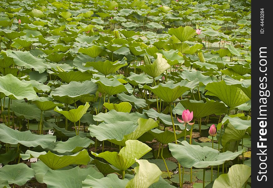 Chinese water lilies in the Summer Palace of Beijing