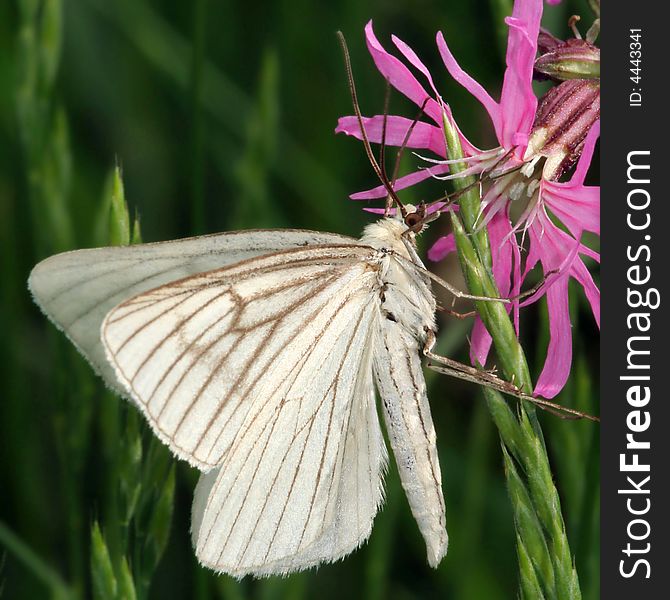 White beautiful butterfly on pink flower. White beautiful butterfly on pink flower