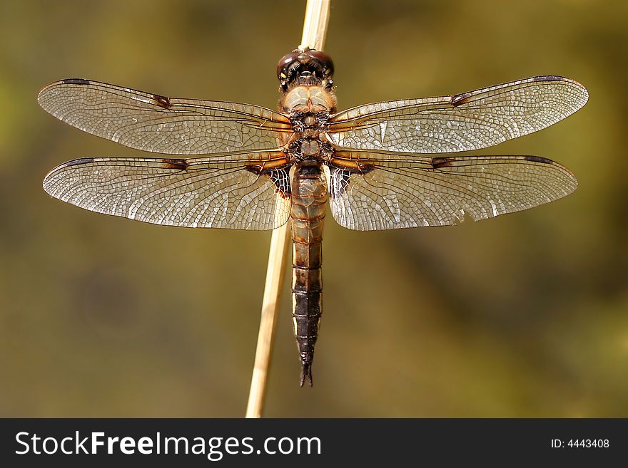 Four-spotted brown dragonfly sitting on reed. Four-spotted brown dragonfly sitting on reed