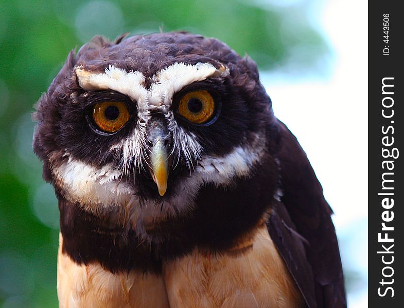 Spectacled Owl Perched and Ready for Flight