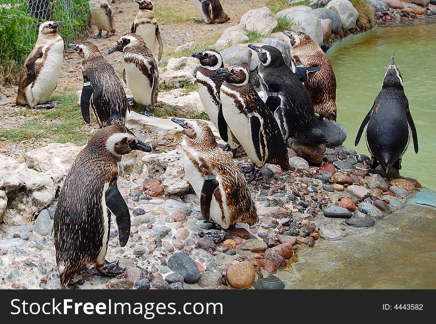 Friendly Penguins