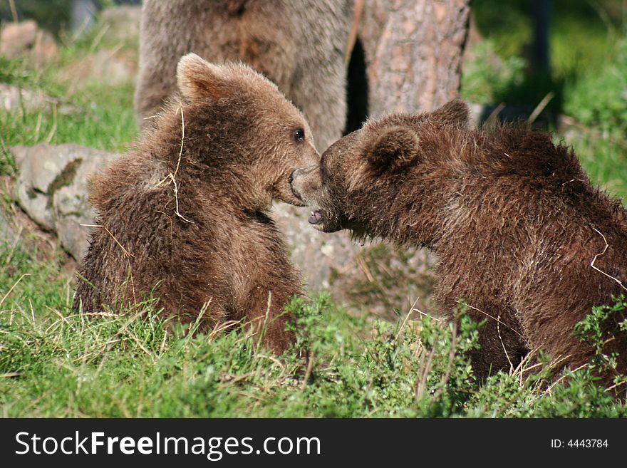 Two young bear cubs playing and having fun in the sun out in the forest. Two young bear cubs playing and having fun in the sun out in the forest