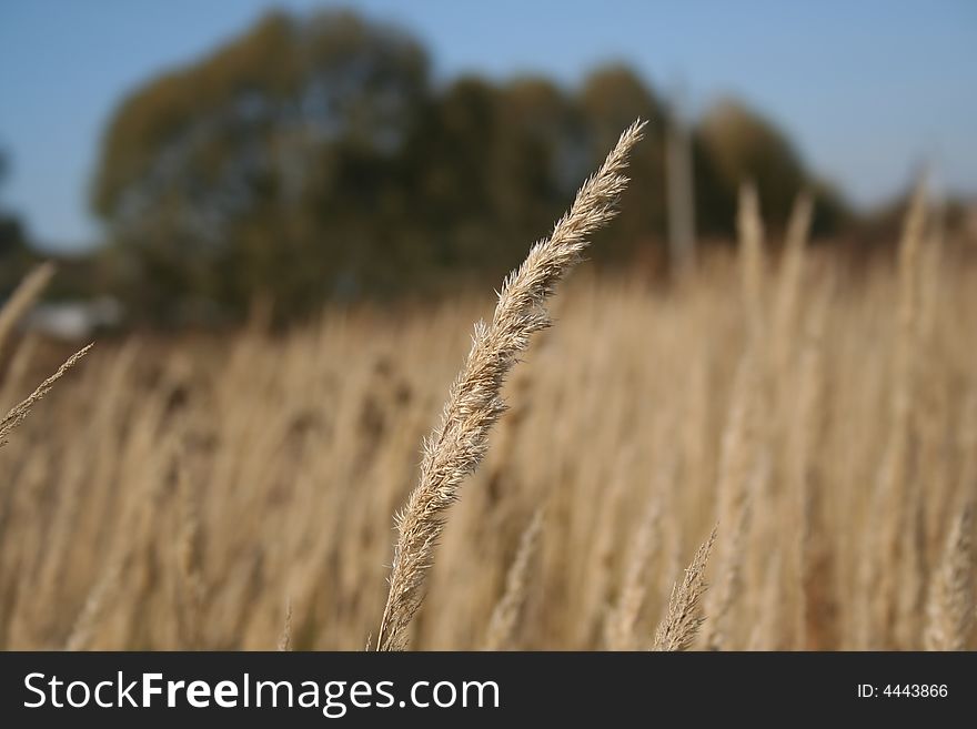 Dry marsh herb autumn bulrush. Dry marsh herb autumn bulrush