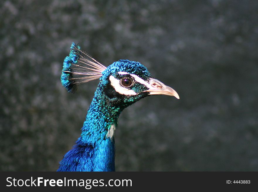 A beatiful peacock in the bright sun showing of his colorful feathers. A beatiful peacock in the bright sun showing of his colorful feathers