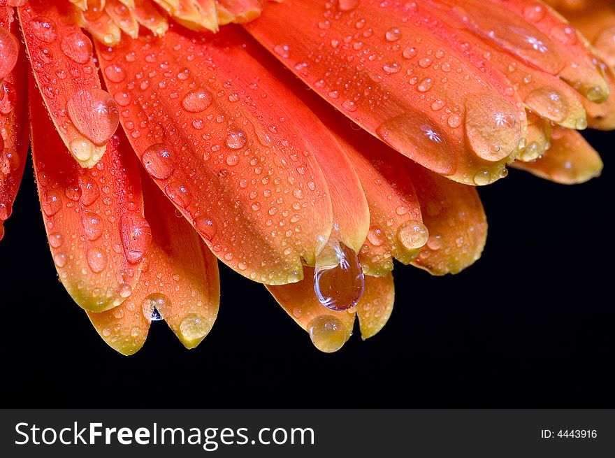 Flower on background Spend in the water