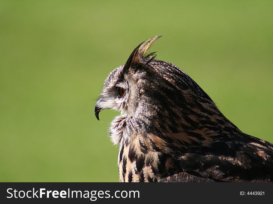 A Owl taken a sunny day, with the nice soft green background