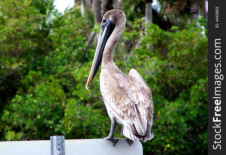 Pelican Resting On Sign