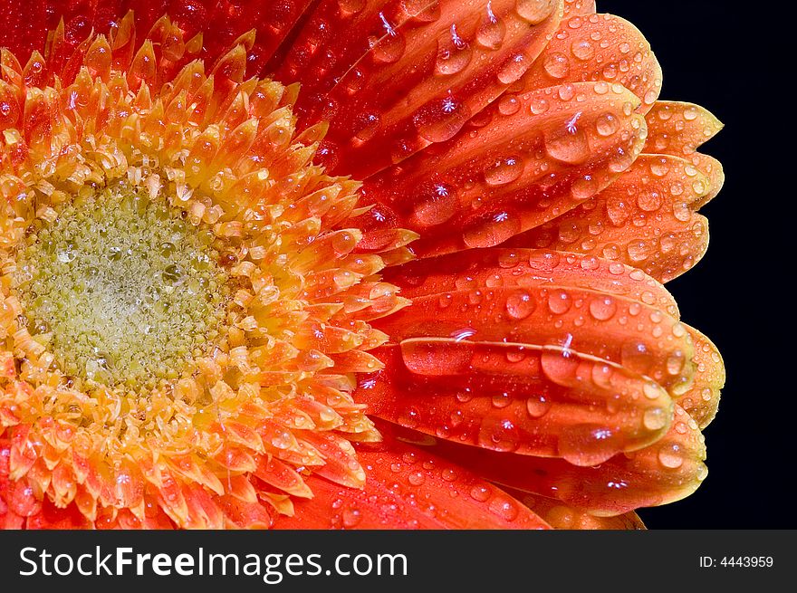 Flower on background Spend in the water