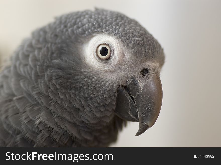 Portret of the grey parrot. Portret of the grey parrot