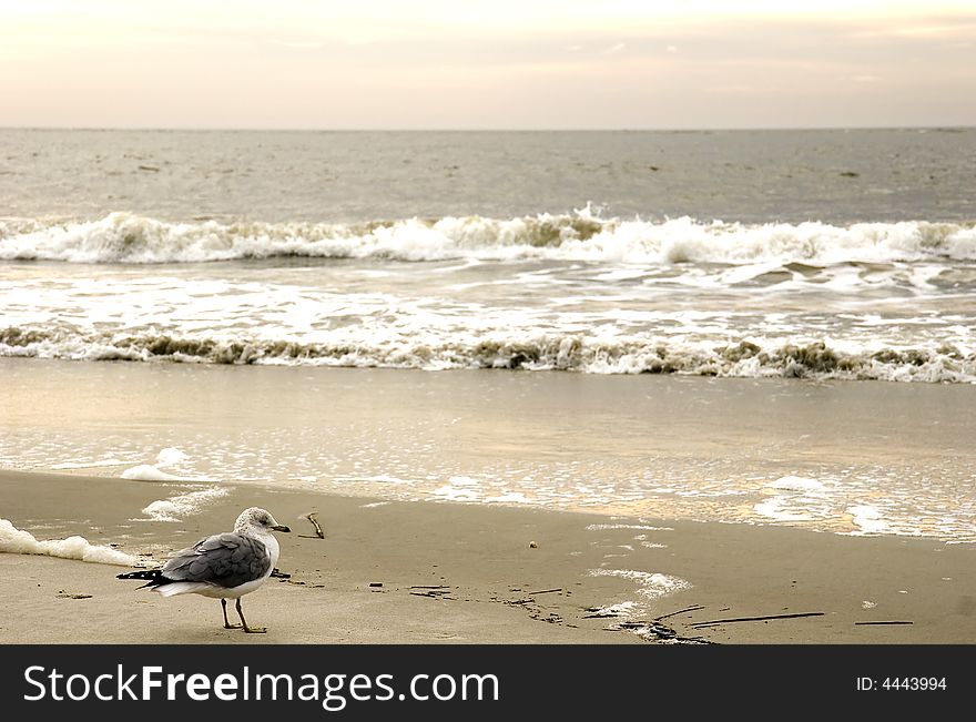 A seagull looking out to sea on the edge of the beach. A seagull looking out to sea on the edge of the beach