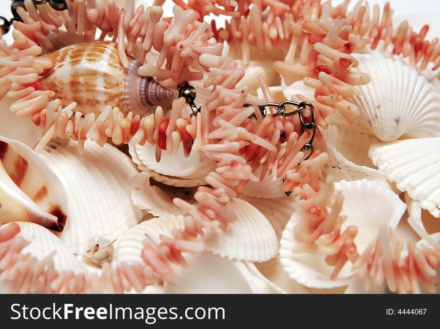 Beautiful Cockleshells from the sea