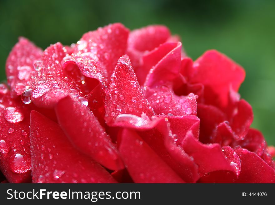 Red rose in wet garden. Red rose in wet garden