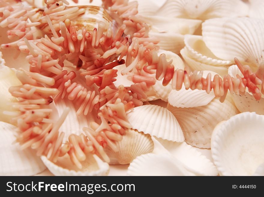 Beautiful Cockleshells from the sea