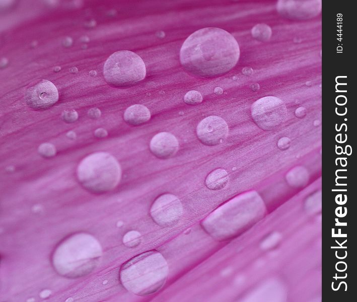 Water droplets on a pink mallow