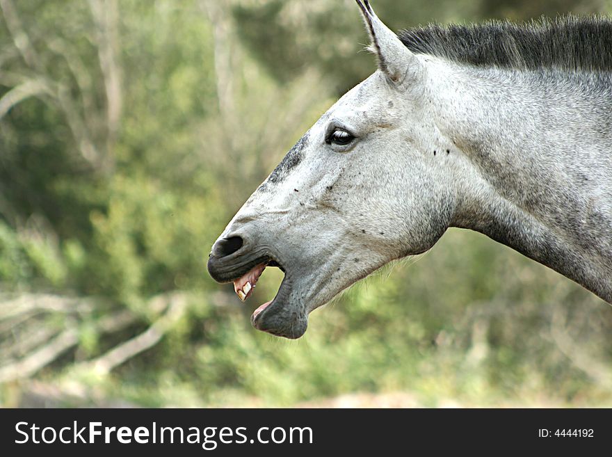 Wild horse screaming with green field as background
