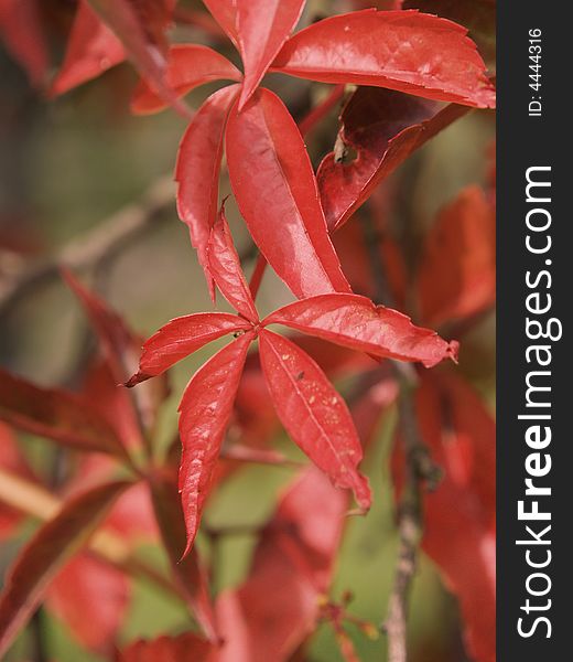 Red ivy leaves in autumn