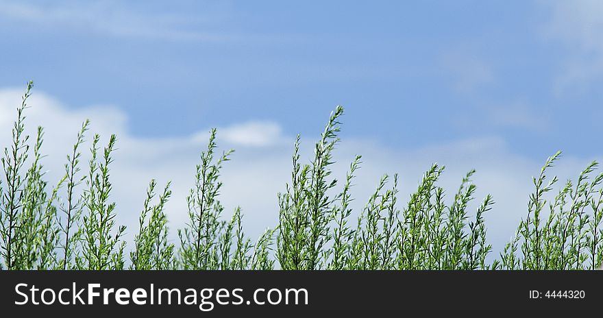 Green grass against the blue sky with clouds. Green grass against the blue sky with clouds