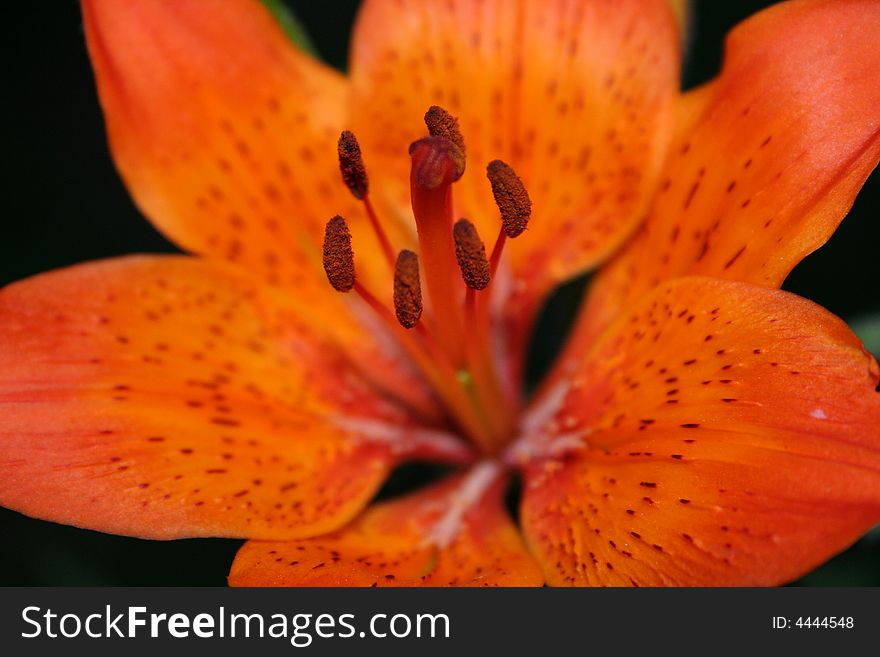 Beautiful and colorful lily at its best with a smooth black background. Beautiful and colorful lily at its best with a smooth black background