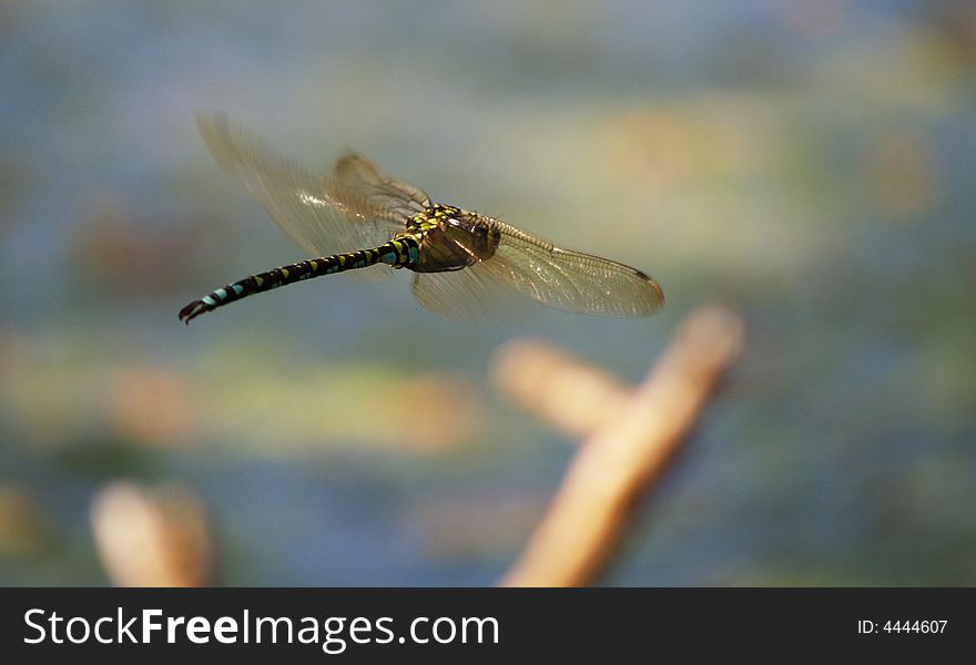 Coloured dragonfly flying above a pond