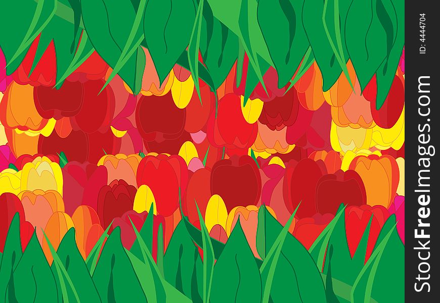 Red and yellow tulips on colourless background.