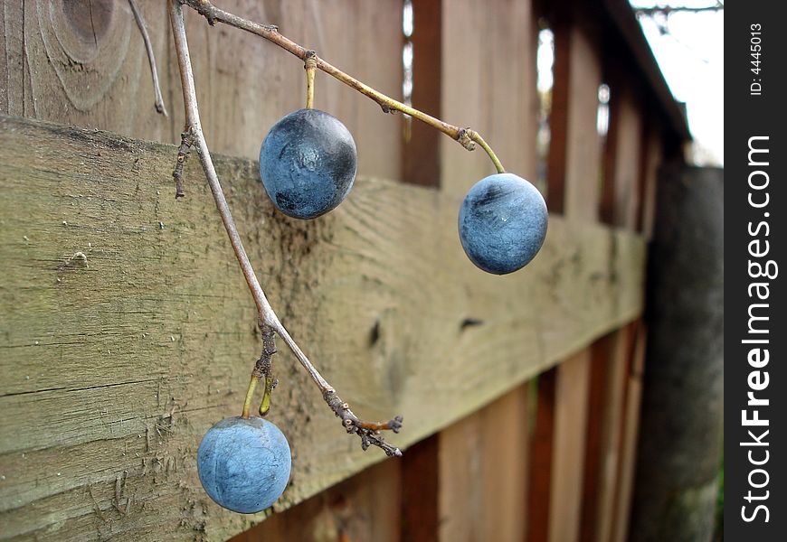 Plum berry at a wooden fence