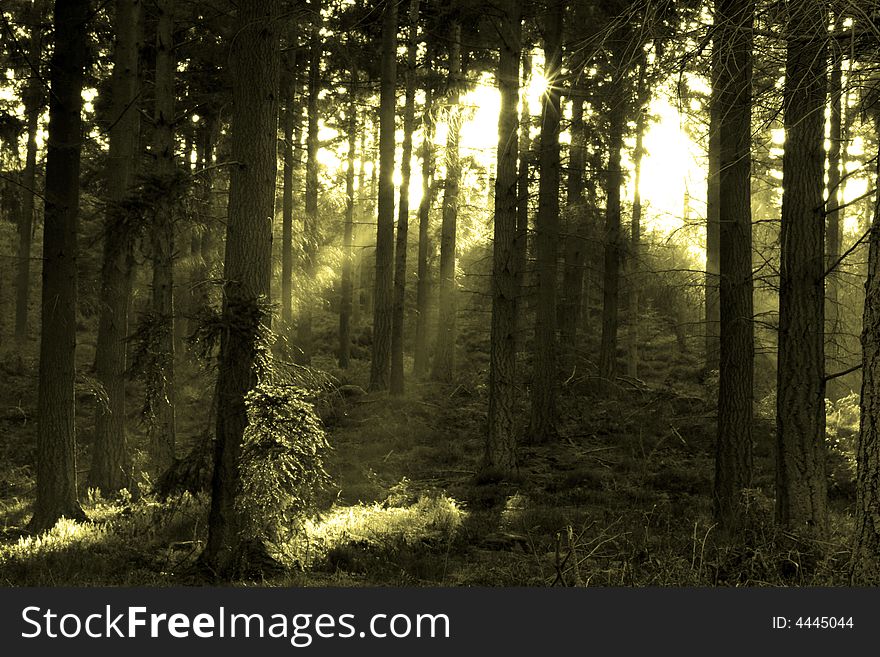 A backlit forest scene in monotone