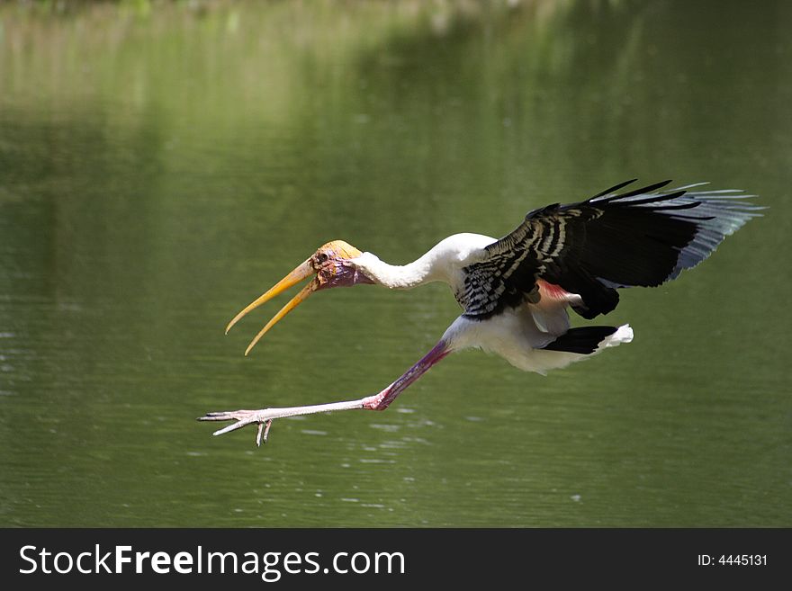 Stork Bird In Flight Executing Lake Landing