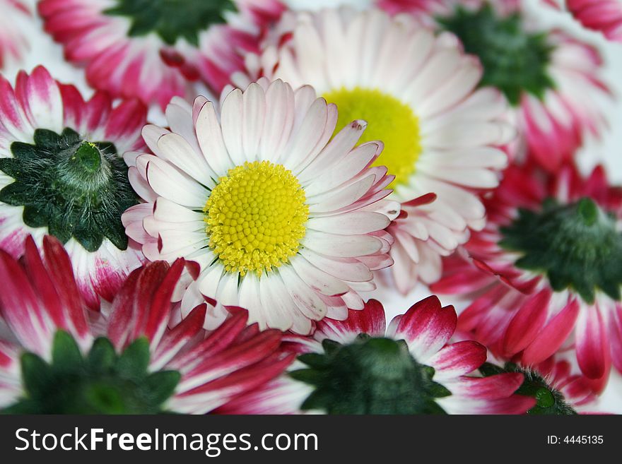 Close-up of daisies with vivd pink colour.