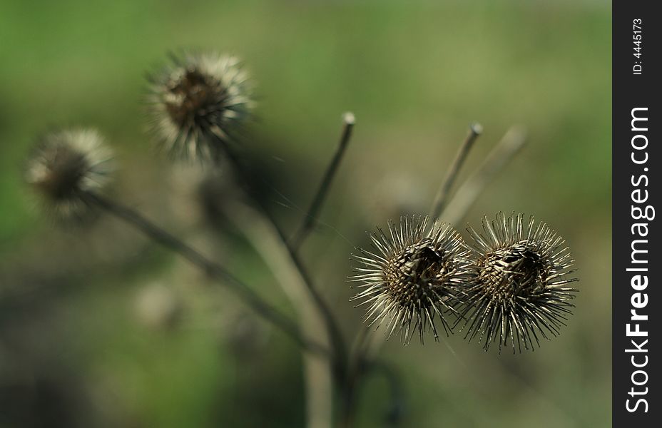 Macro shot of thistle with main object and small depth of field