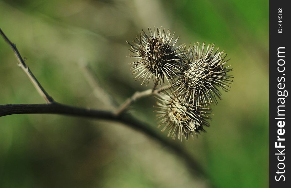 Macro shot of thistle with main object and small depth of field