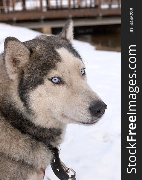 Huskie Kindest Of Breeds Of Northern Draught Dogs