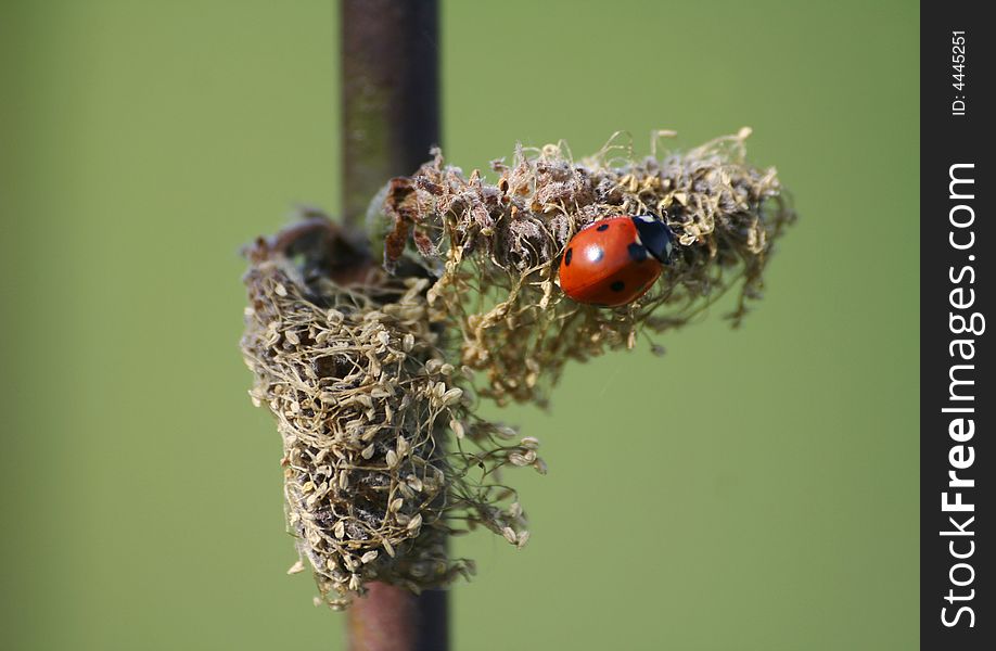 Macro shot of ladybug on the plant similar to pussy willow