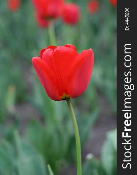 One red vivid tulip on the front of field tulips. One red vivid tulip on the front of field tulips