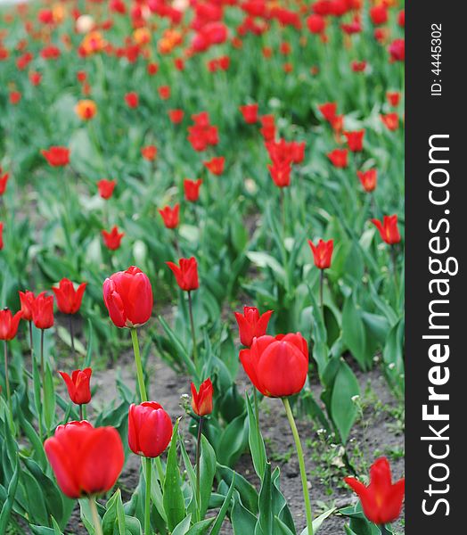 Field of vivid red tulips