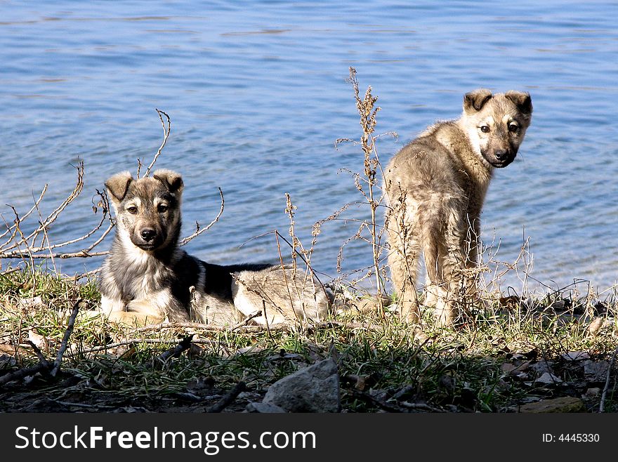 Dogs on the bank of the river