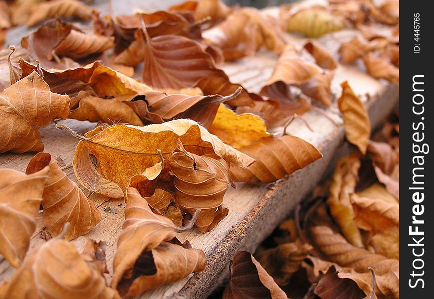 Lovely forest during autumn, mountains