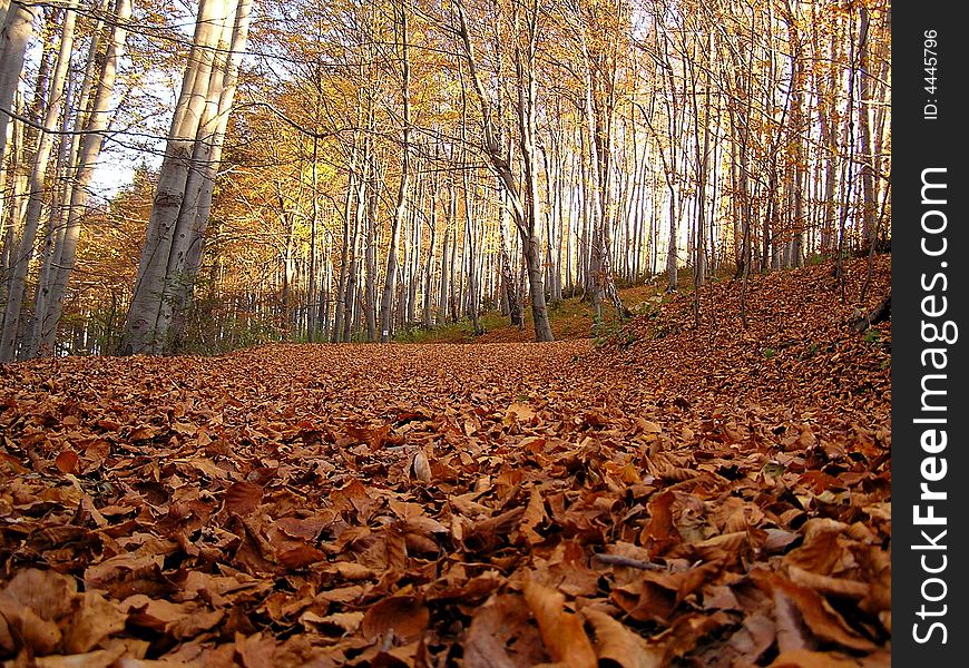 Lovely forest during autumn, mountains