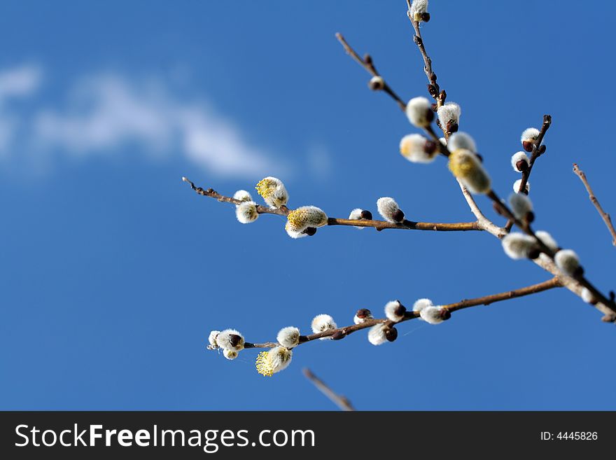 The blooming buds of Salix caprea at spring