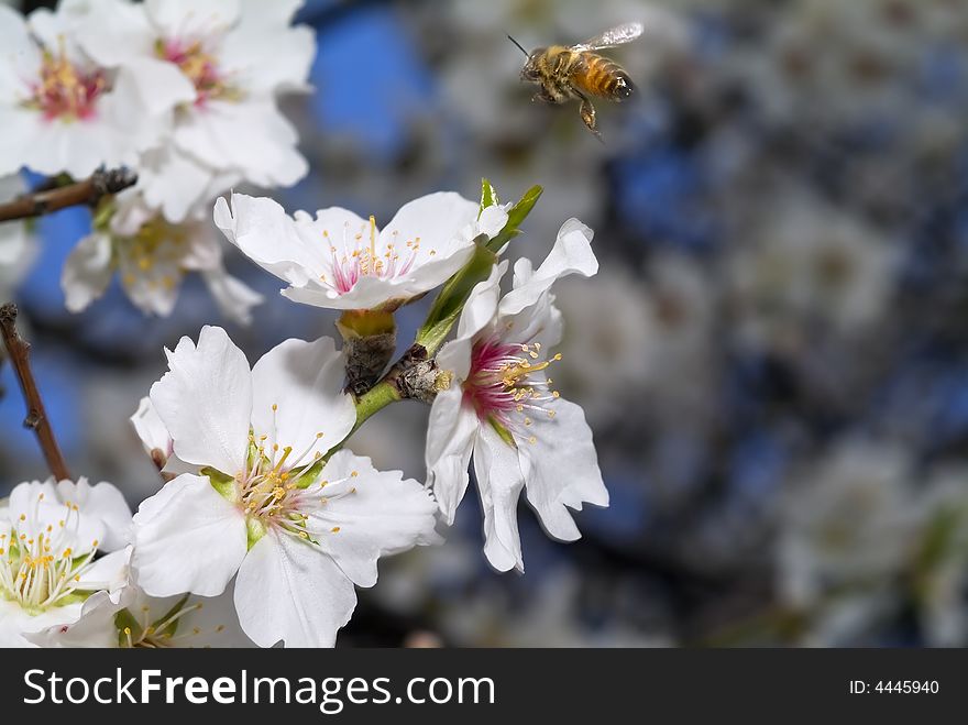 Flying bee and almond flowers