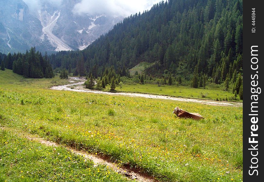 Meadows uncontaminated at the foot of Pale of San Martino. Meadows uncontaminated at the foot of Pale of San Martino