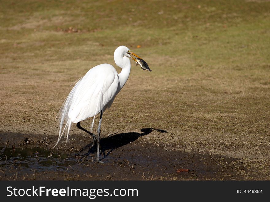 A Heron bird caught a fish and was about to swallow it. A Heron bird caught a fish and was about to swallow it.