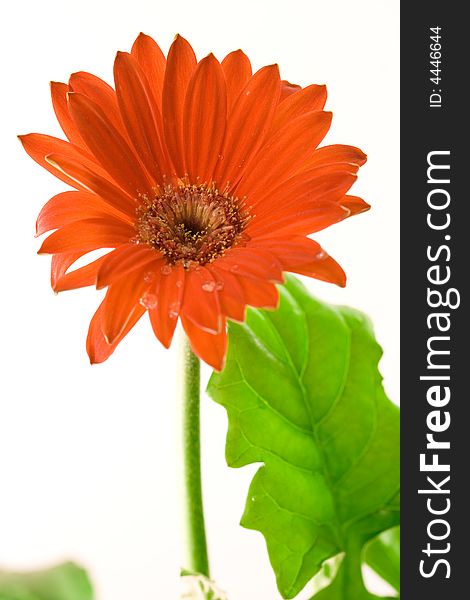 Red gerbera flower and leafs closeup shot. Red gerbera flower and leafs closeup shot.