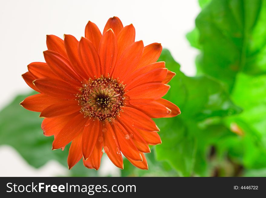 Red gerbera flower and leafs closeup shot. Red gerbera flower and leafs closeup shot.