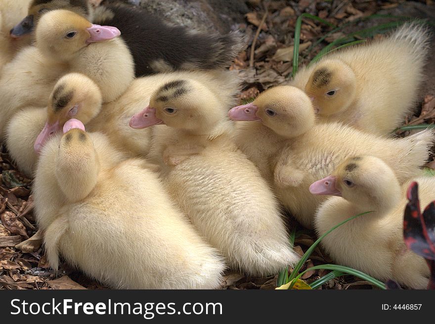 Group of ducklings waiting for mother