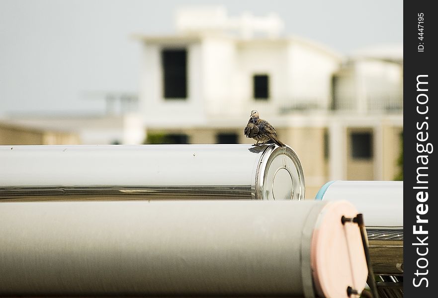 It is sitting pretty on solar-powered water heater. It is sitting pretty on solar-powered water heater