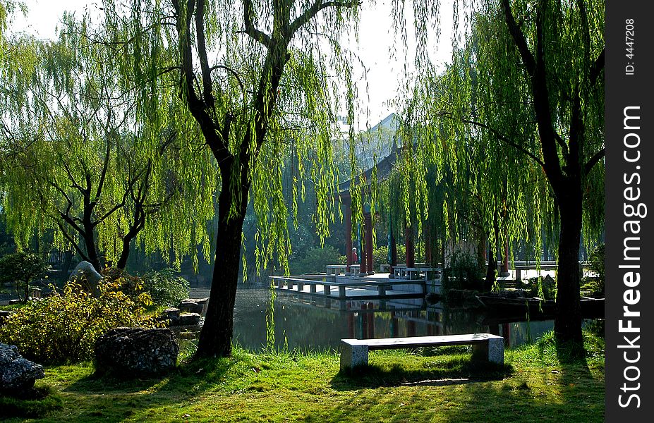 Willow In Spring