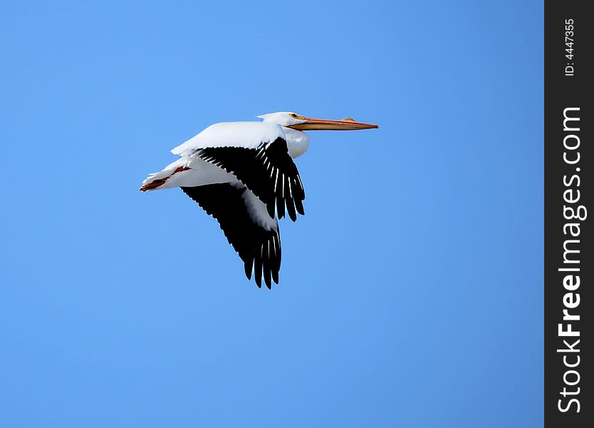 A pelican flying above in the sky