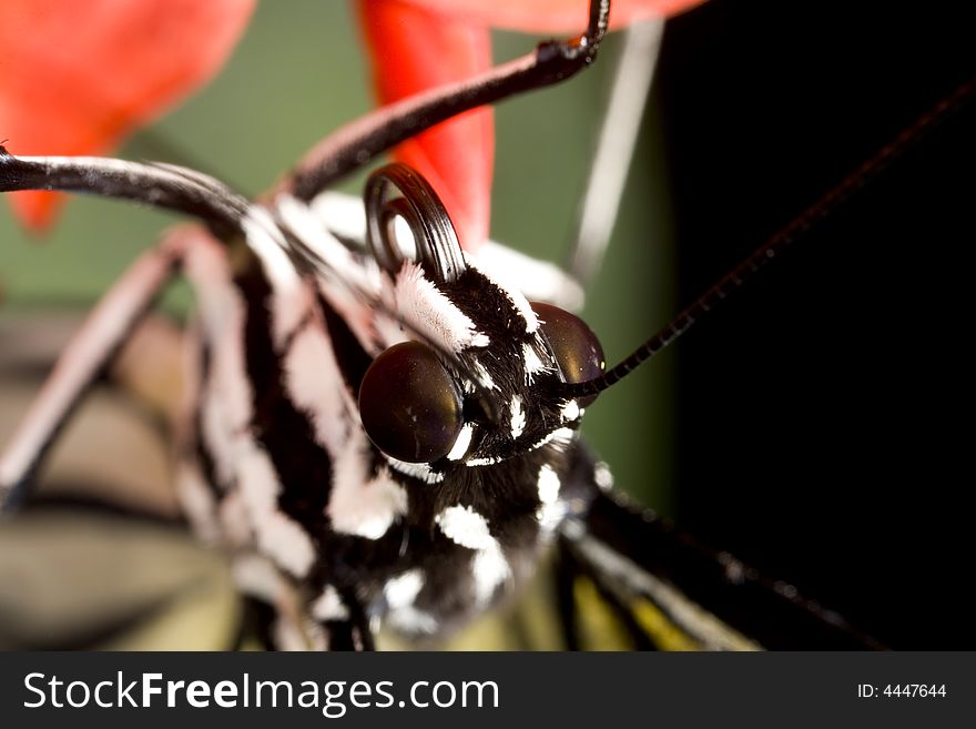 Extreme closeup of a black and white butterfly perched on a red flower. Extreme closeup of a black and white butterfly perched on a red flower