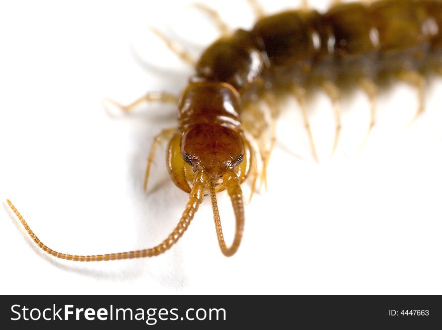 Closeup of the front of a garden centipede. Closeup of the front of a garden centipede